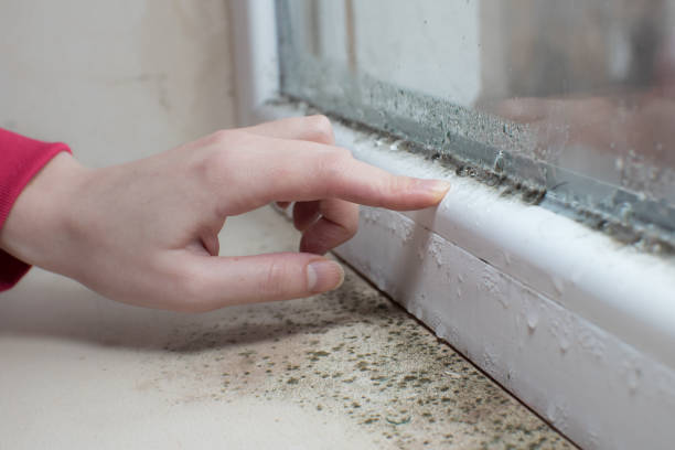 Best Mold-Related Health Consultation  in Canal Fulton, OH