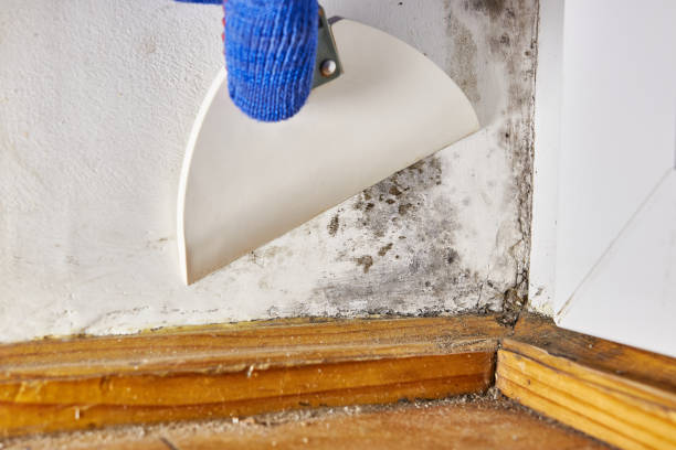 Best Mold Removal for HVAC Installations  in Canal Fulton, OH